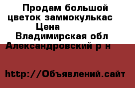 Продам большой цветок замиокулькас  › Цена ­ 2 500 - Владимирская обл., Александровский р-н  »    